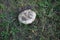 Agaricus bitorquis, Agaricus rodmani, torq, the banded agaric, spring agaric, or pavement mushroomis an edible white mushroom.