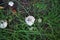 Agaricus bitorquis grows in September. Berlin, Germany