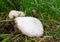 Agaricus campestris or field mushroom
