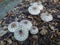 Agaricus campestris squamusus mushrooms