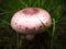 Agaricus langei Mushroom