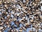 Agaricus Mushroom Harvest Drying on Metal Sheet