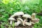 Agaricus mushrooms grow in the forest