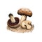 Agaricus pattersoniae edible species of mushroom. Flat-bulb mushroom edible fungus isolated on white. Digital art