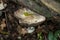 Agaricus placomyces fungi hiding under a branch.