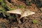 Agaricus placomyces mushroom