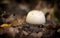 Agaricus silvicola. in the natural forest background.