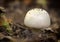 Agaricus silvicola. in the natural forest background.