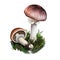 Agaricus subrutilescen wine-colored mushroom of the genus Agaricus. Flat-bulb mushroom edible fungus isolated on white