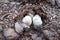 Agaricus xanthodermus, commonly known as the yellow-staining karbol mushroom, comes from the earth