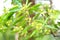 Agarwood, aloeswood perfume flowers tree