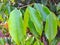 Agarwood (Aquilaria malaccensis)