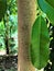 Agarwood Tree in Sri Lanka