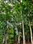 Agarwood trees