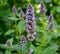 Agastache Blue Fortune flower in the garden