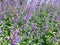 Agastache Blue Fortune plants flowering.