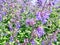 Agastache Blue Fortune plants flowering.