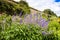 Agastache flowering plant in a garden.