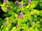 Agastache foeniculum \'Golden Jubilee\'