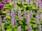 Agastache foeniculum \'Golden Jubilee\'