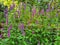 Agastache rugosa, korean mint in garden.