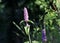 .Agastache rugosa is a medicinal and ornamental plant. Commonly known as Korean Mint. Herbs in the garden.Blurred background