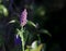 .Agastache rugosa is a medicinal and ornamental plant. Commonly known as Korean Mint. Herbs in the garden.Blurred background