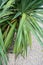 Agavaceae yucca plant leaf side and front view green leaves with sand and stone floor