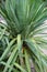 Agavaceae yucca plant leaf side and front view green leaves with sand and stone floor