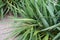 Agavaceae yucca plant leaf side and front view green leaves with sand and stone floor