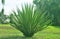 Agave