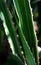 Agave aloe vera closeup