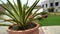 Agave americana