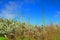 Agave americana and blue sky