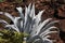 Agave Americana Cactus