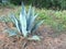 Agave Americana, the Century plant.