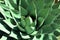 Agave Americana - Century Plant