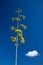 Agave americana, century plant