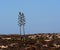 Agave Americana Or Century Plant In Bloom Ilha Barreta Poirtugal