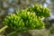 Agave americana Century plant - cluster buds about to start blooming