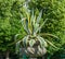 Agave americana, common names sentry plant, century plant, maguey, or American aloe