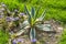 Agave americana, common names sentry plant, century plant, maguey, or American aloe