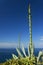 Agave americana with flower stalk and Aloe vera plants on southern coast of Madeira island, Portugal.