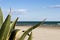 Agave Americana Marginata on the beach in the Mediterranean sea