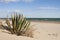 Agave Americana Marginata on the beach in the Mediterranean sea