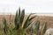 Agave Americana Marginata on the beach in the Mediterranean sea