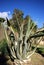 Agave Americana plant, Spain.