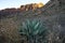 Agave americana plant at sunset in chisos basin texas