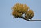 Agave americana, sentry century plant bloom with the blue sky in the background