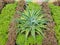 Agave americana, some common names include: Maguey, American aloe, sentry plant, century plant